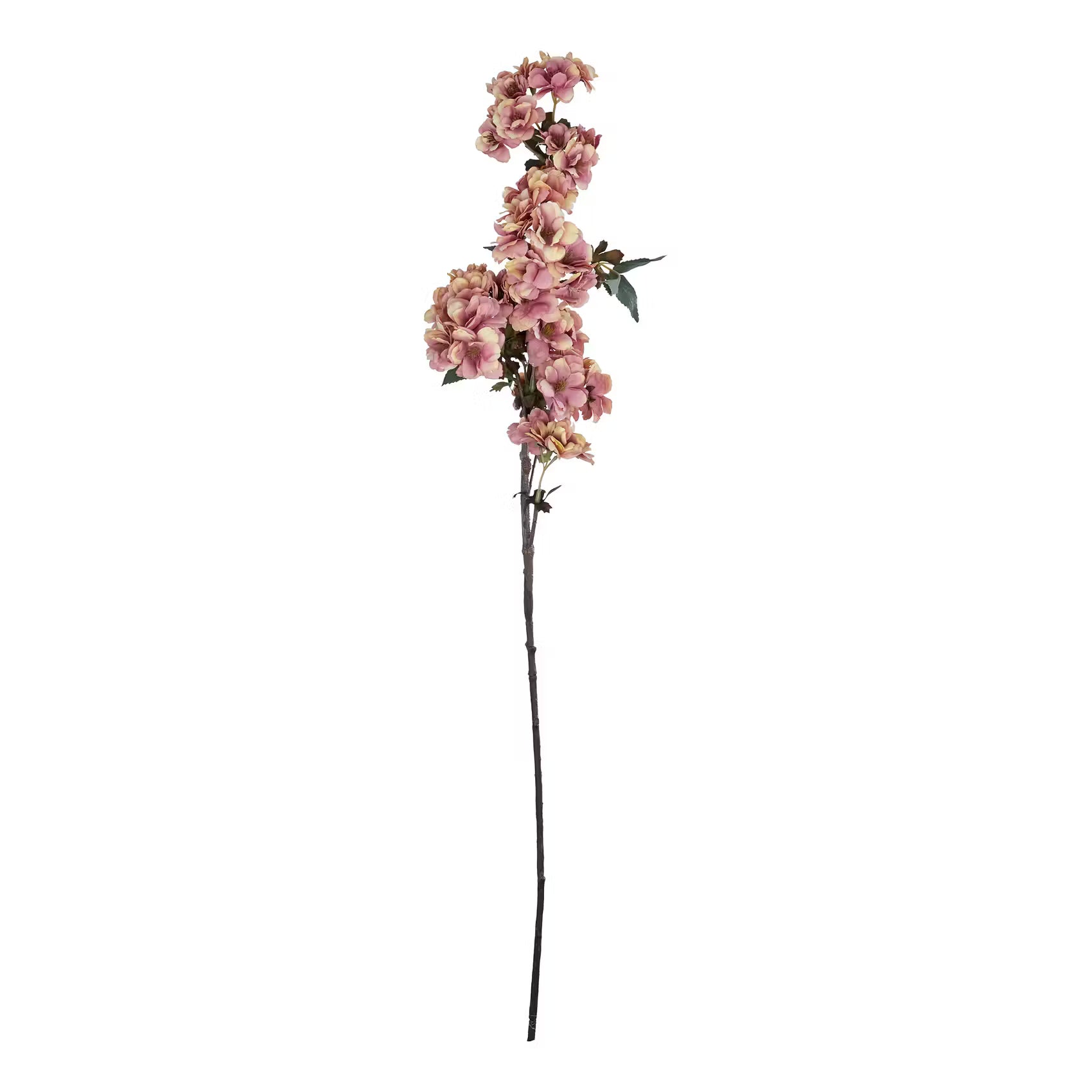🌸 FLORISTA Kirschblüte – Natürliche Schönheit für dein Zuhause – BUTLERS