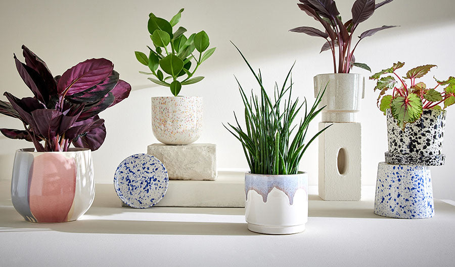 Bunte Blumentöpfe und Übertöpfe mit Zimmerpflanzen auf hellem Untergrund