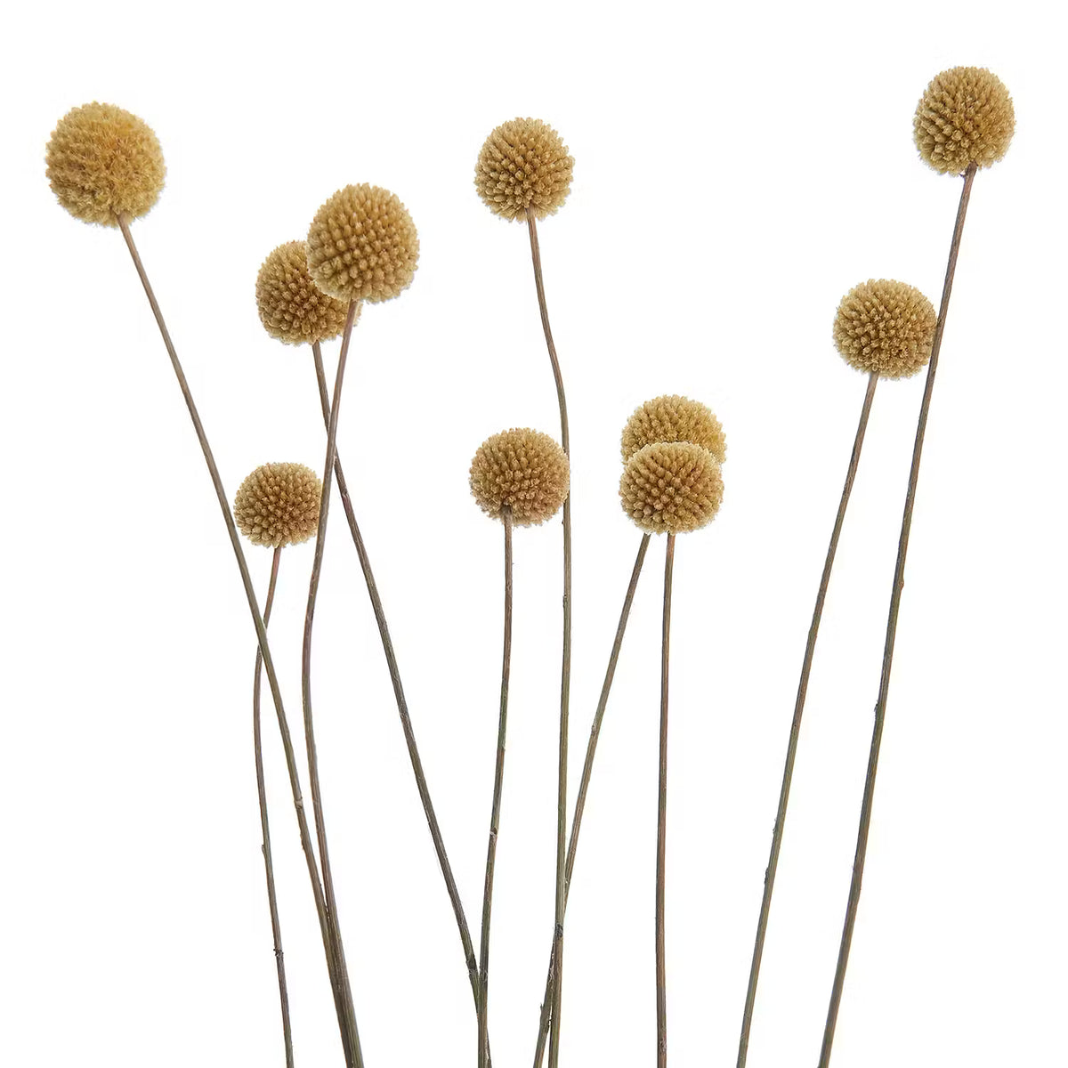 FLOWER MARKET Trockenblumen Craspedia – BUTLERS