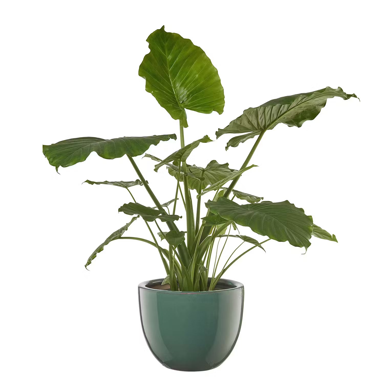 GLAZE Blumentopf - Steinzeug - Grün - Durchmesser: 33 cm