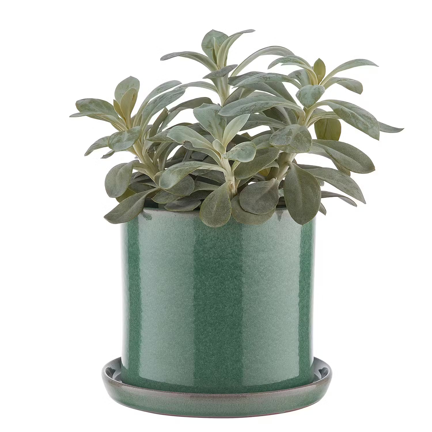 PLANT PLACE Topf mit Teller - Terracotta - Dunkelgrün