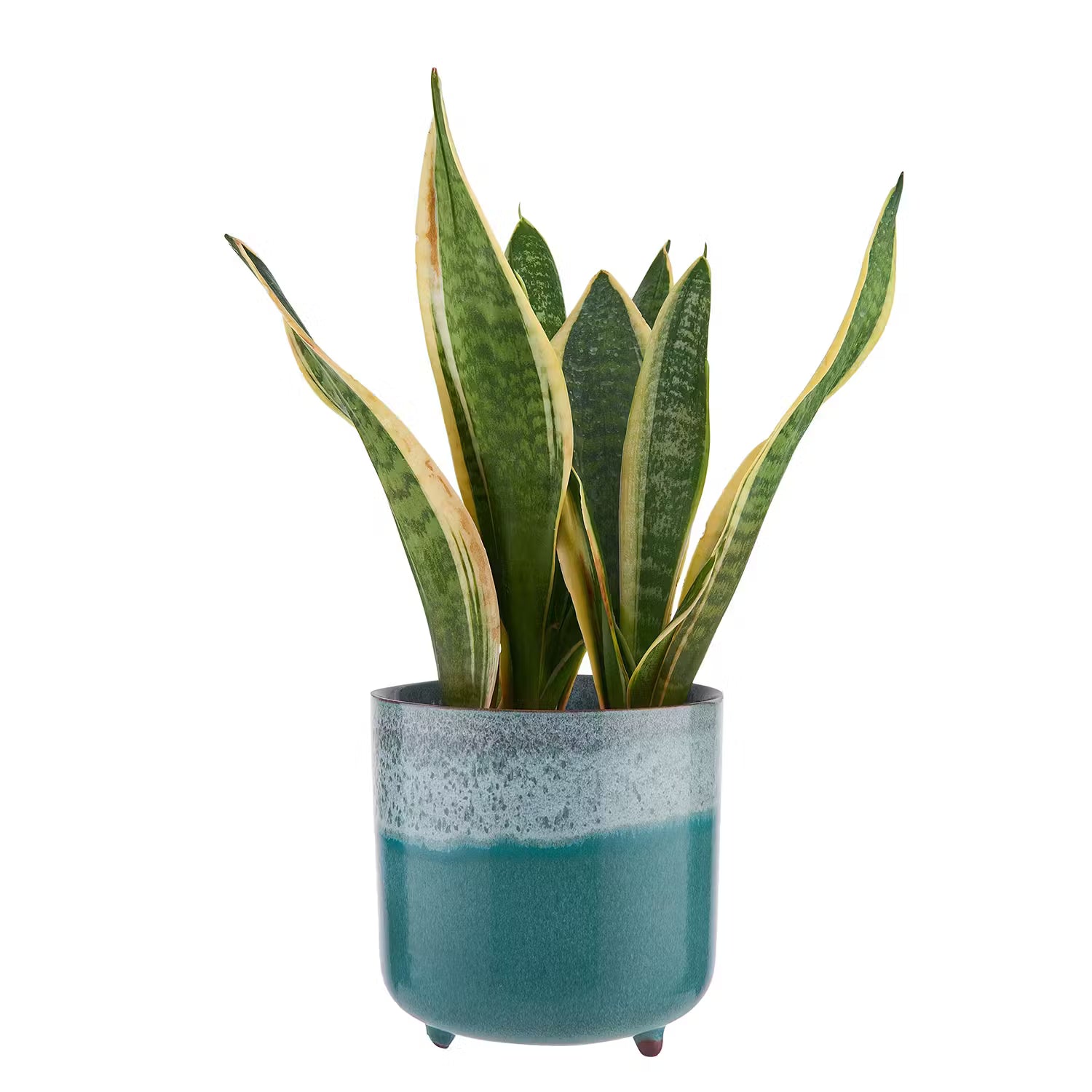 TIDE Blumentopf mit Füße - Terracotta - Blau