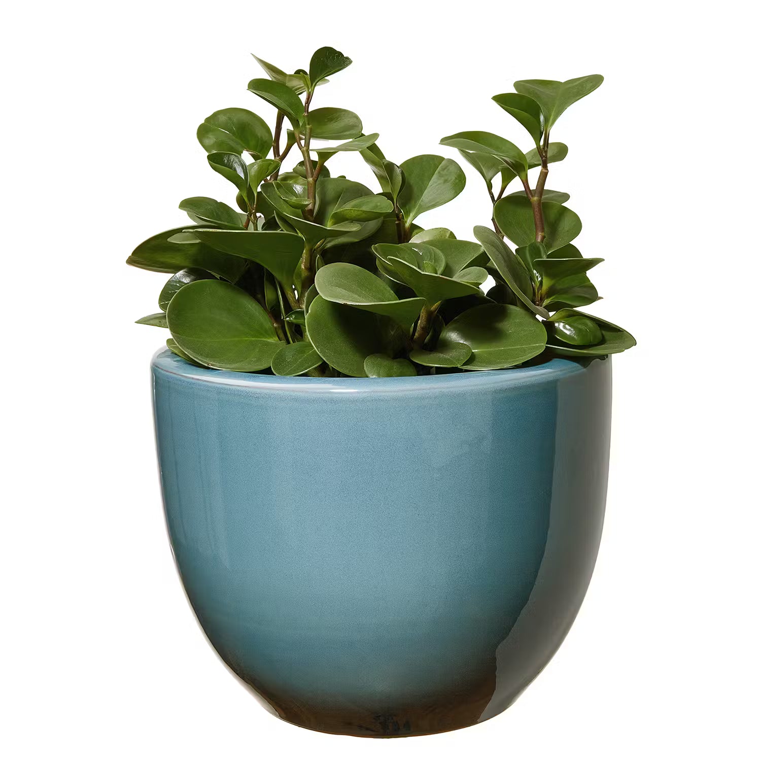 GLAZE Blumentopf - Steingut - Blau
