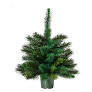 TREE OF THE MONTH Weihnachtsbaum