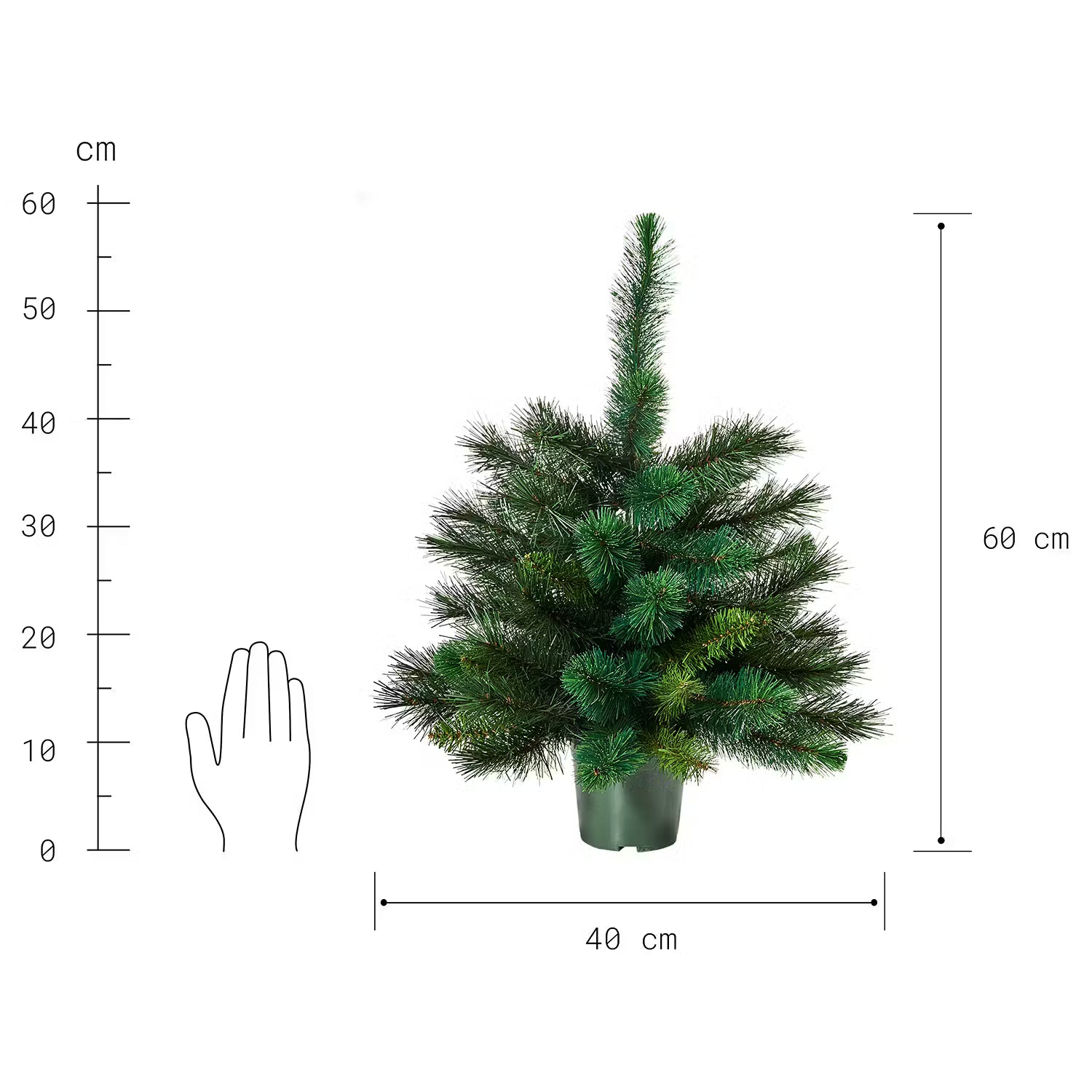 TREE OF THE MONTH Weihnachtsbaum