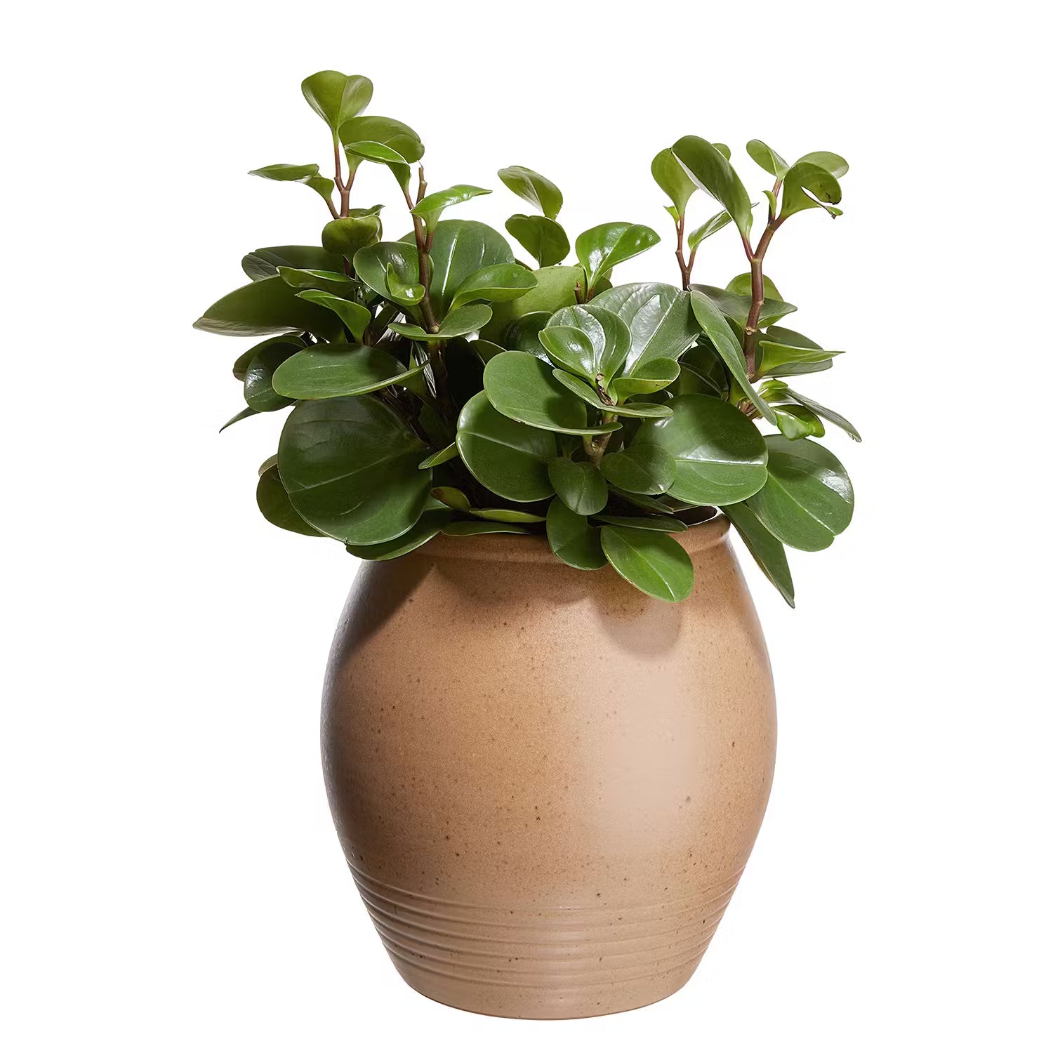 TUSCANY Terracotta Vase/Topf - Terracotta - Braun