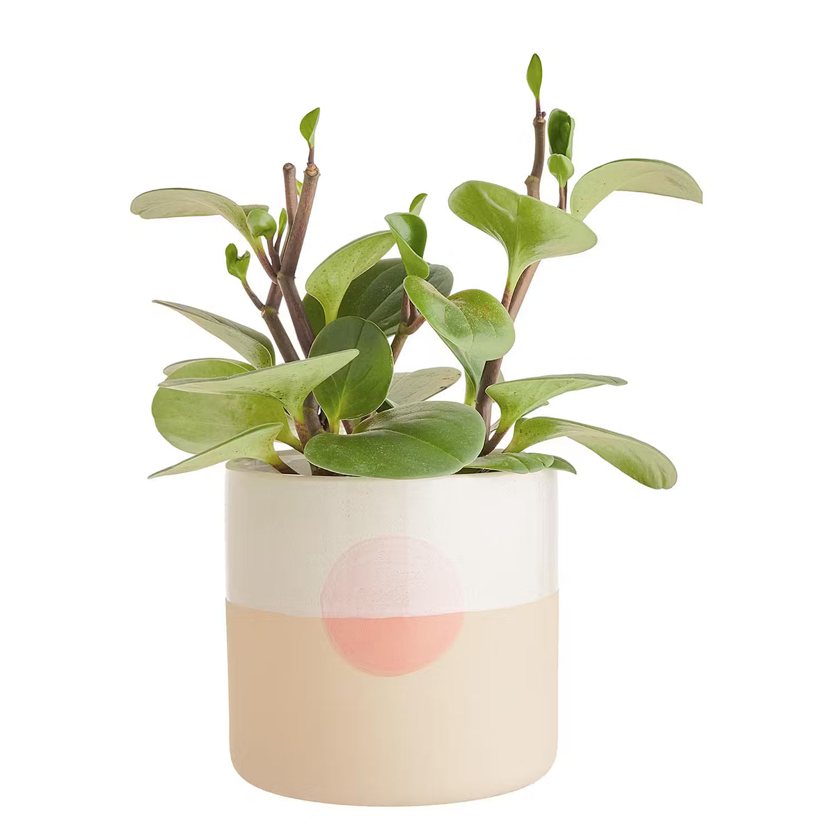SUNSET Blumentopf – grünes Wohnaccessoire 🌿 – BUTLERS
