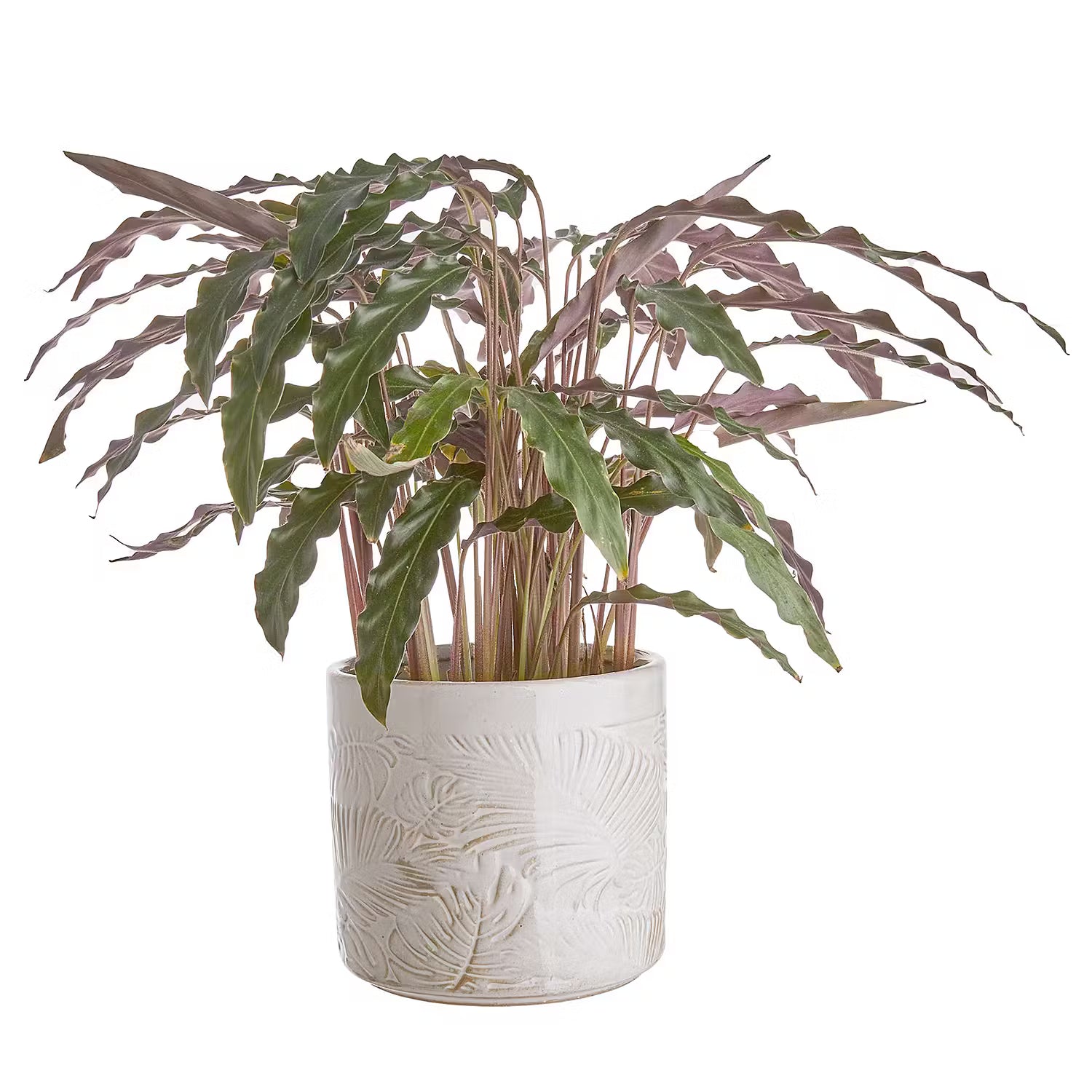 JUNGLE Blumentopf - Steinzeug - Beige