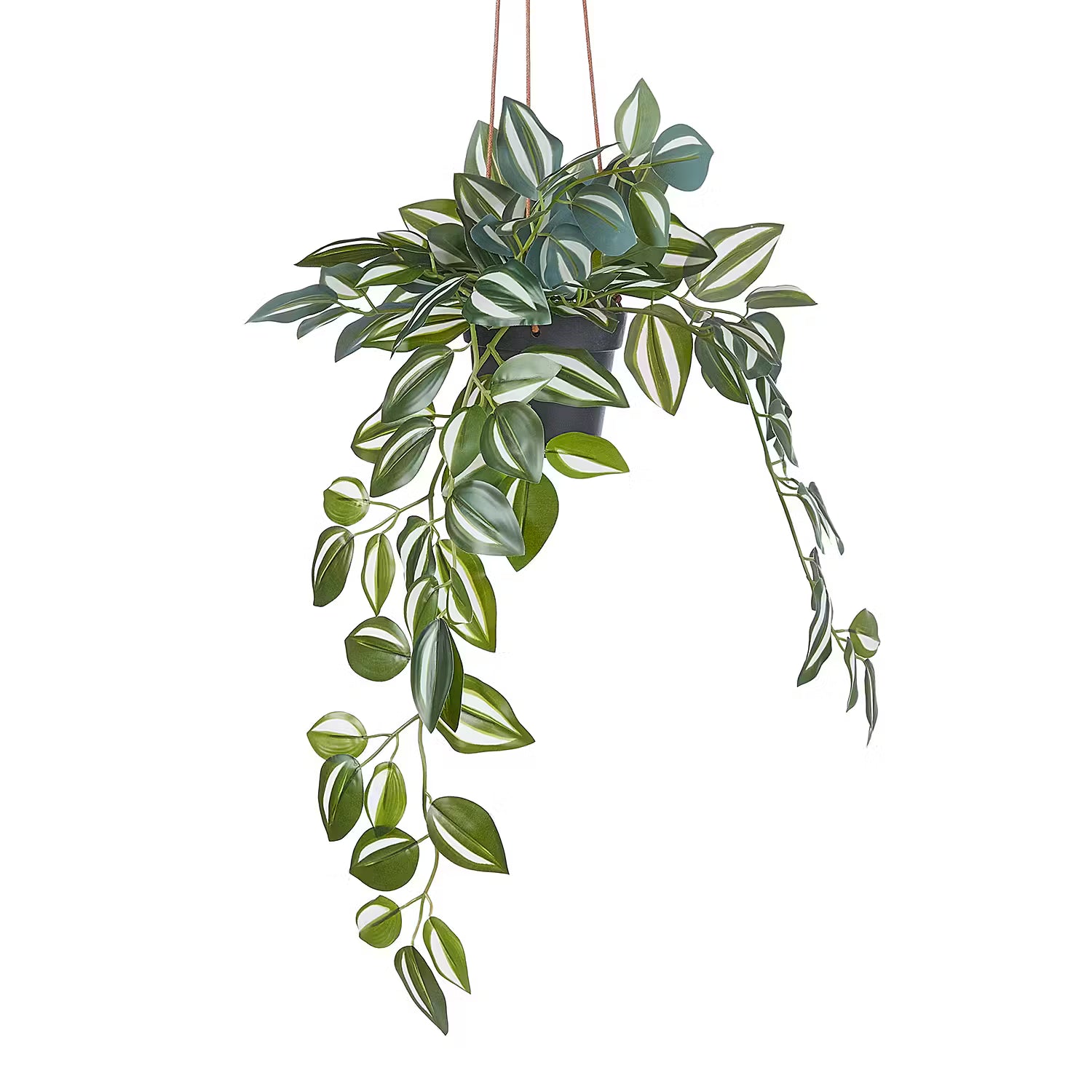 FLORISTA Hängepflanze im Topf