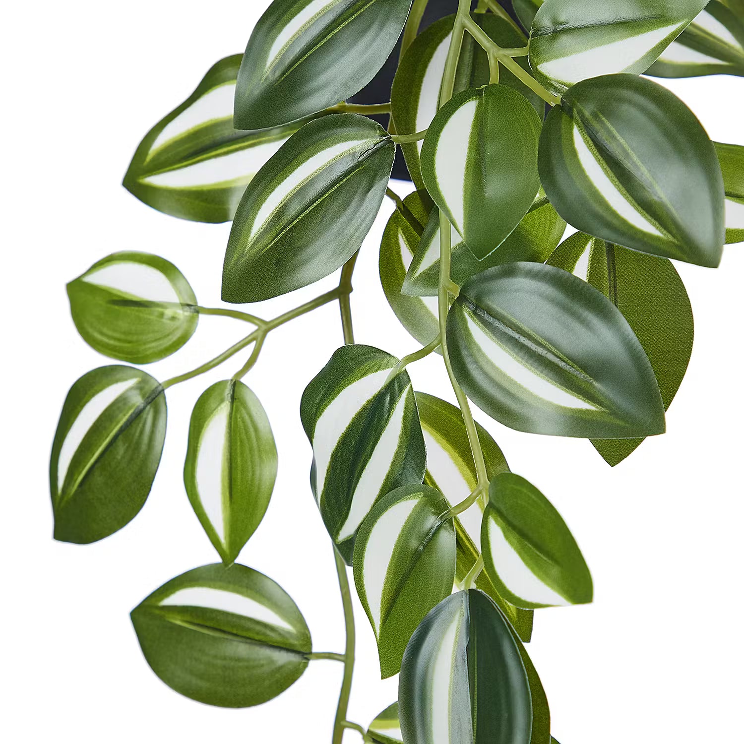 FLORISTA Hängepflanze im Topf