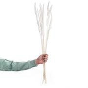 FLOWER MARKET Trockenblumen Pampasgras - Natur - Creme