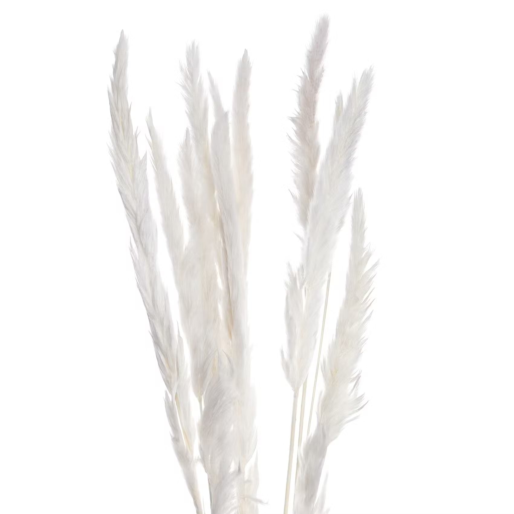 FLOWER MARKET Trockenblumen Pampasgras