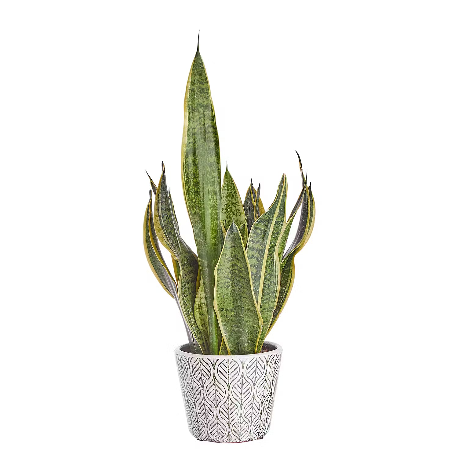 Blumentopf EVERGREEN 6er-Set - Terracotta - Hellgrün