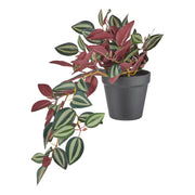 FLORISTA Kunstblume Peperomina argyreia