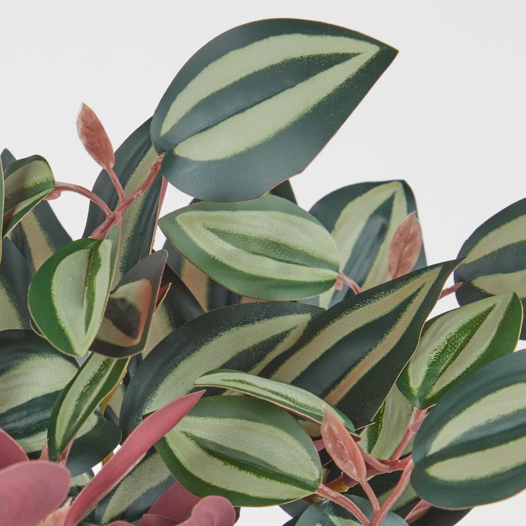 FLORISTA Kunstblume Peperomina argyreia