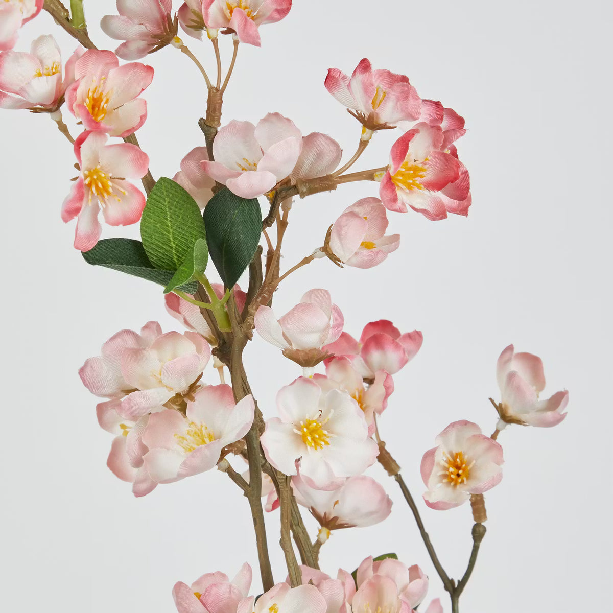 portugiesischer kirschlorbeer 200 cm Portugiesischer Kirschlorbeer – Prunus lusitanica ‘Angustifolia’ (Hecke)